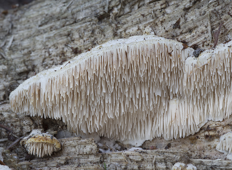 Spongipellis pachyodon